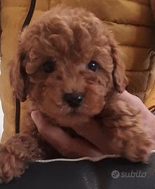 Barboncini Toy e Maltipoo All. Professionale