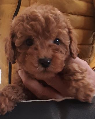 Barboncini Toy e Maltipoo All. Professionale
