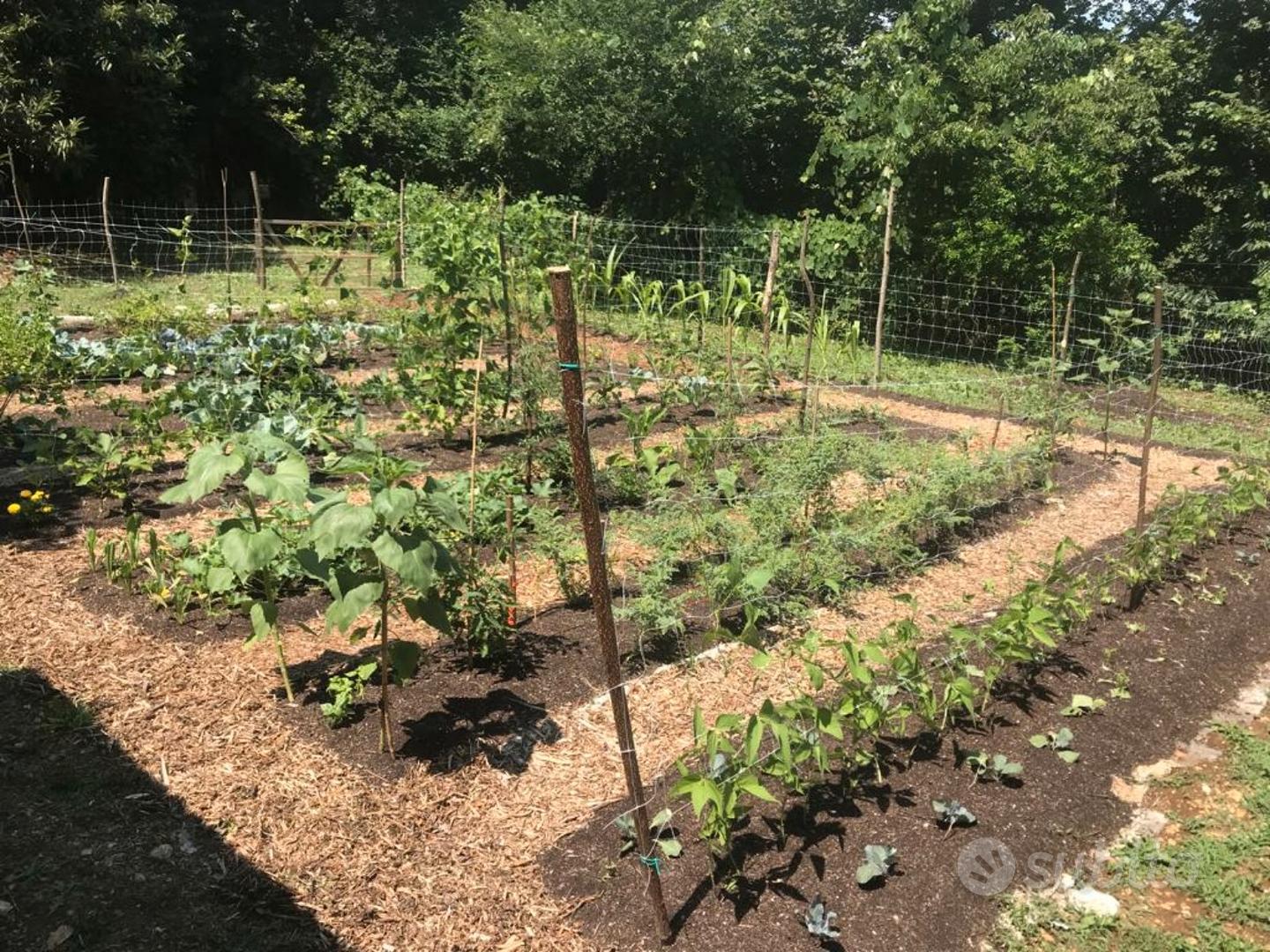 Terreno arativo-seminativo e bosco ceduo - Vista 4