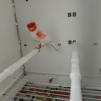 Canarini Rosso Mosaico L.M