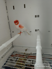 Canarini Rosso Mosaico L.M