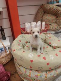 Chihuahua Mix Maschietto