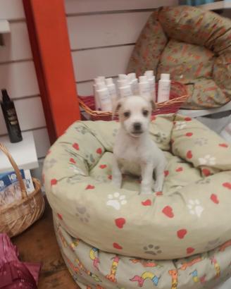 Chihuahua Mix Maschietto