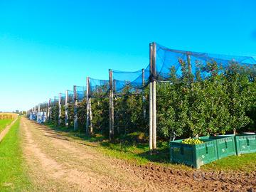 PASSATORE - TERRENO AGRICOLO (FRUTTETO) 11,90 g.te