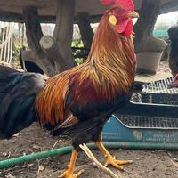 Gallo Livorno collo oro