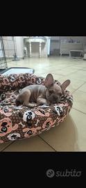 Cucciolo di bulldog francese