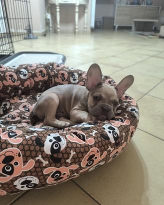 Cucciolo di bulldog francese