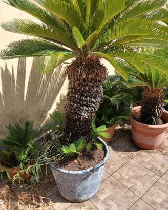 2 cycas revoluta 