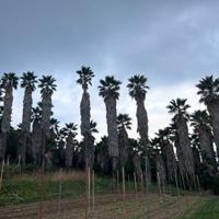 Palme Washingtonia di varie dimensioni