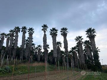 Palme Washingtonia di varie dimensioni