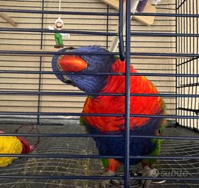 Pappagallo Lori arcobaleno allevato a mano