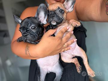 Bulldog francese