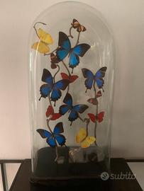 Collezione di farfalle