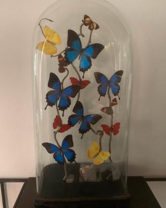 Collezione di farfalle