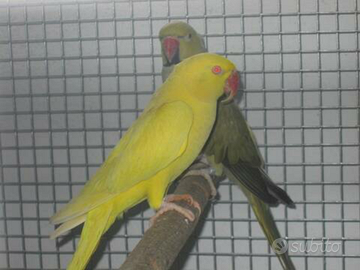 Coppia parrocchetti dal collare