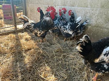 Galline millefiori piemontesi