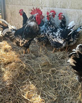 Galline millefiori piemontesi