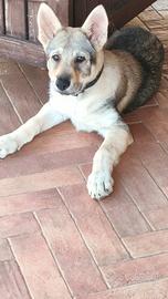 Cuccioli cane lupo cecoslovacco
