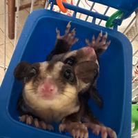 Petauro dello zucchero