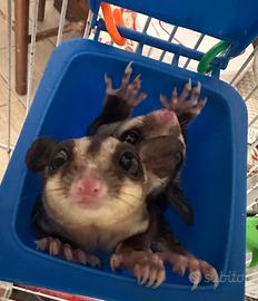 Petauro dello zucchero