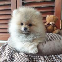 VOLPINI SPITZ di POMERANIA CUCCIOLI rate 12 mesi