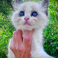 Micina RAGDOLL con Pedigree