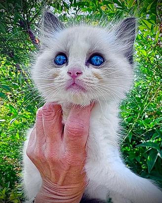 Micina RAGDOLL con Pedigree