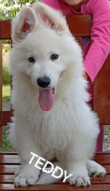 Pastore svizzero bianco