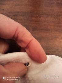 Camicia da equitazione donna