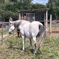 Cavallo Spagnolo 11 anni
