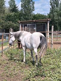 Cavallo Spagnolo 11 anni