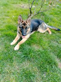 Femmina pastore tedesco con pedigree