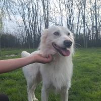 Fiocco un anno a ferrara