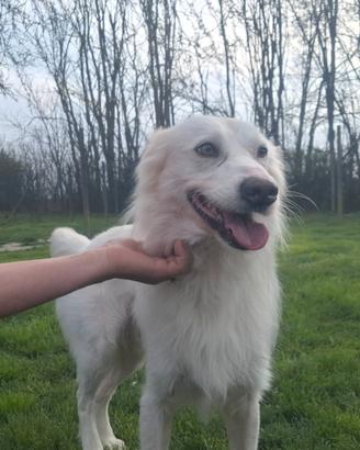 Fiocco un anno a ferrara