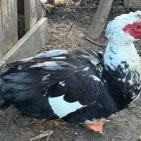 Anatra muta maschio