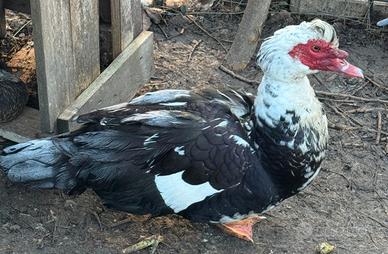 Anatra muta maschio