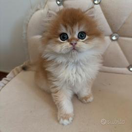 British longhair black golden ny12