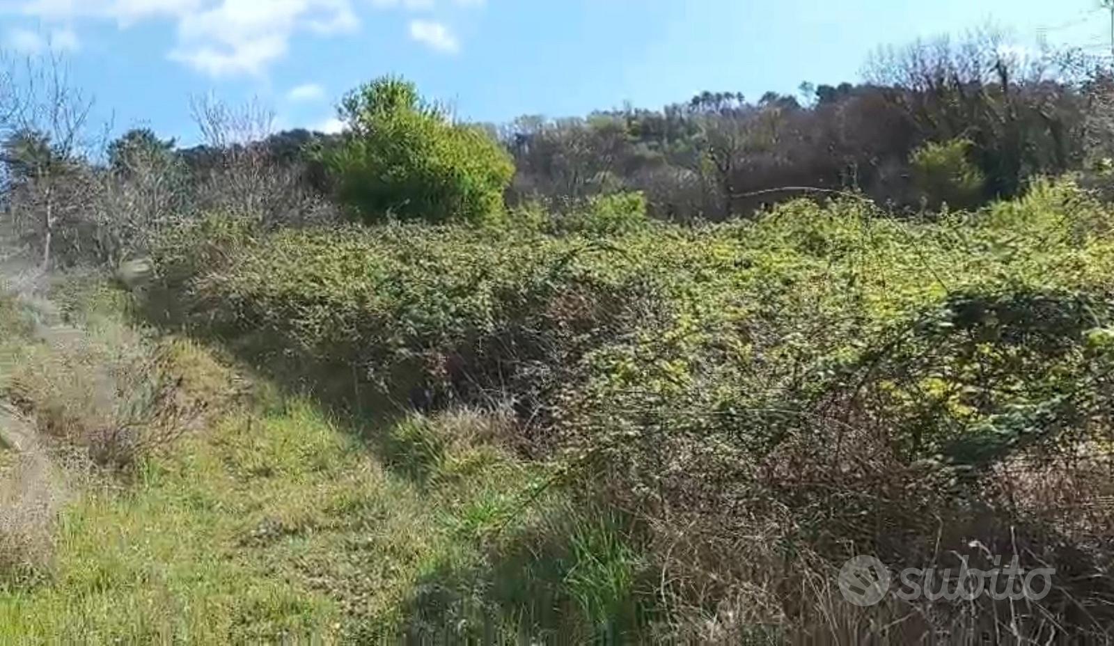 Terreno agricolo con rudere rurale Chianni (PI) - Altro