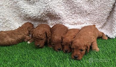 Barboncini gia pronti M e F