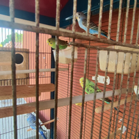 Trio di pappagalli da allevare a mano