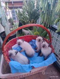 Gatti Siamesi