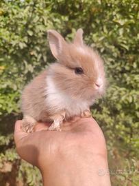 Cucciola coniglietto nano Lion