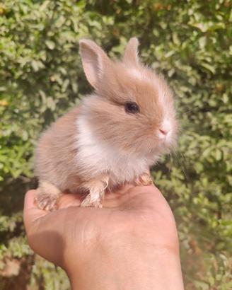 Cucciola coniglietto nano Lion