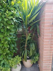 DA GIARDINO YUCCA 4 PIANTE METRI 2  TUTTE EURO 50