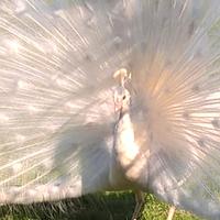 Pavoni bianchi adulti e giovani dell'anno scorso