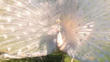 Pavoni bianchi adulti e giovani dell'anno scorso