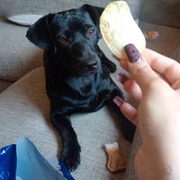 Cane cucciolo 8 mesi