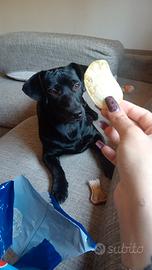 Cane cucciolo 8 mesi