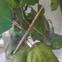 Insetto Stecco da compagnia