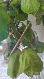 Insetto Stecco da compagnia